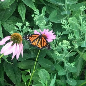 Meet your Posher, Faith